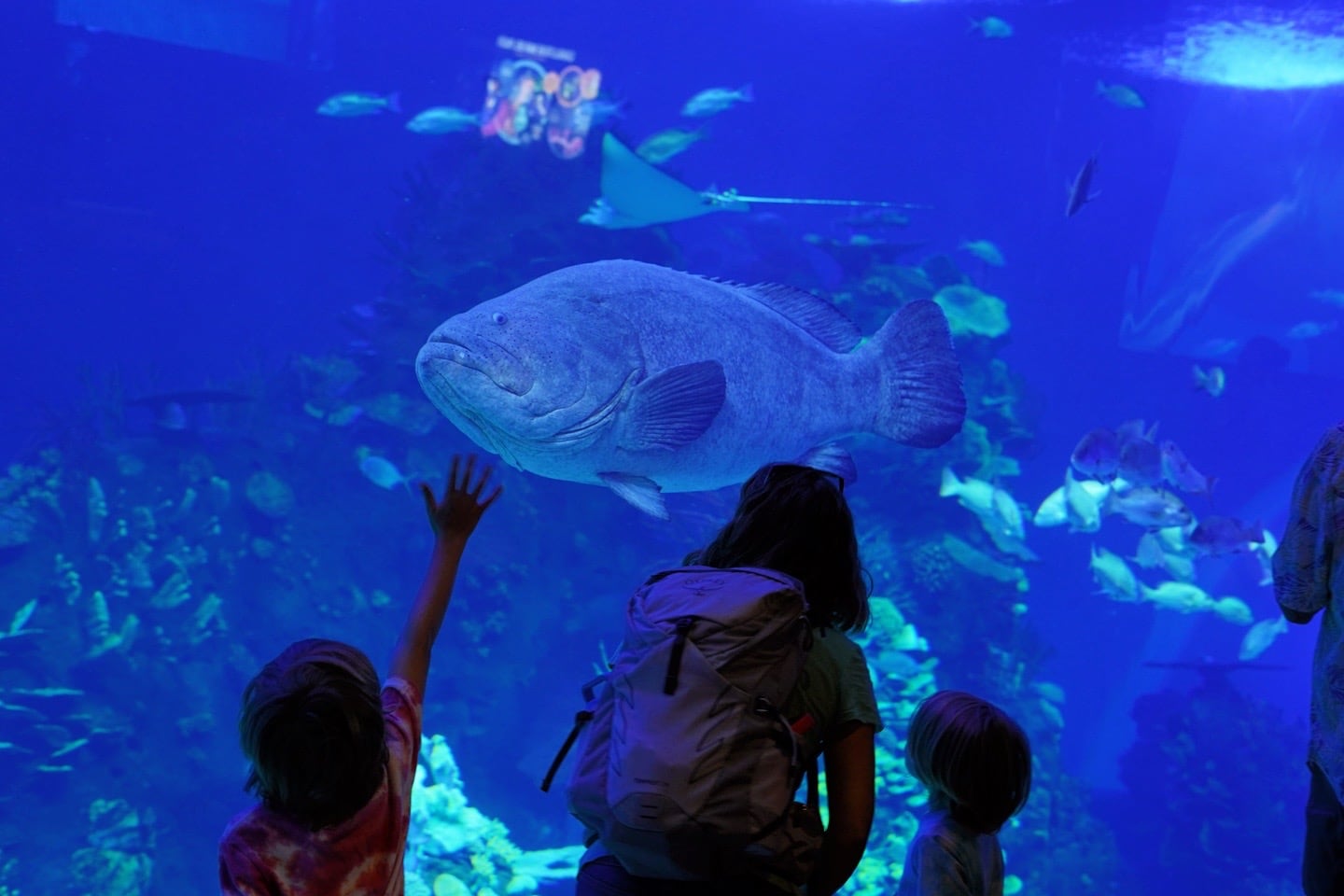 Mazatlan aquarium Gran Acuario Mexico