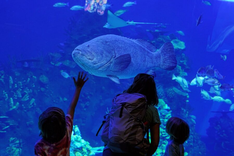 Mazatlan aquarium Gran Acuario Mexico